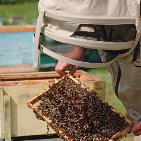 beekeeping process. professional apiarist in protective overalls and hat examining bees on a frame. bee master extracts frame with bees from a beehive on apiary
