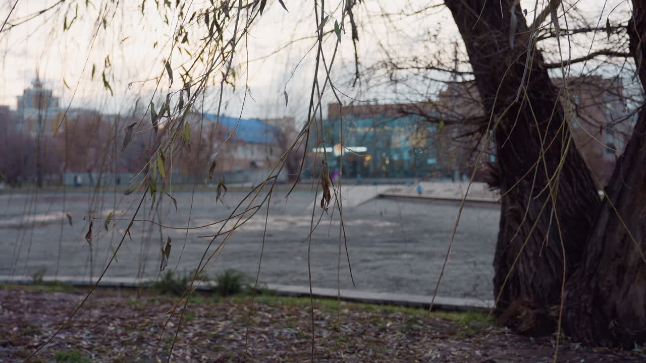 Close up of bare winter tree branch with few green and dry leaves hanging down, large trunk in foreground and distant park view showing open area and buildings in soft fading daylight