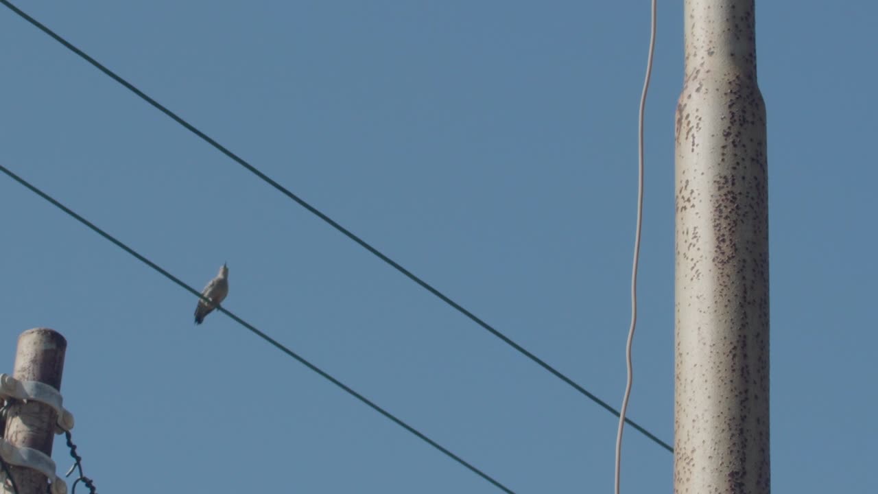 Low angle shot of a small bird sitting on power cables. Minimalist view of urban nature and telecommunications wires against a bright cloudless blue sky