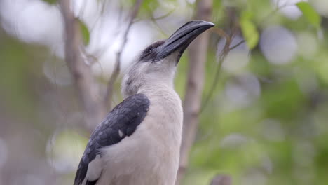 a female of von der decken hornbill perch on a tree branch