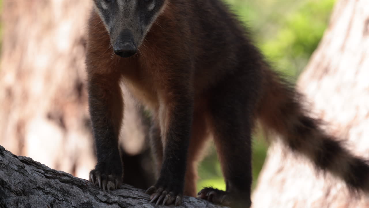 Mammifero selvatico Coati in un albero tropicale della giungla pluviale