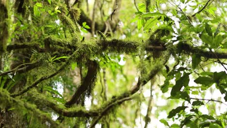 lush green moss covers tree branches in a dense australian rainforest, with soft natural daylight and a gentle horizontal camera pan revealing vibrant foliage