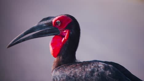 Pájaro-De-Cálao-Terrestre-Del-Sur-Con-Garganta-Roja-Y-Pico-Afilado