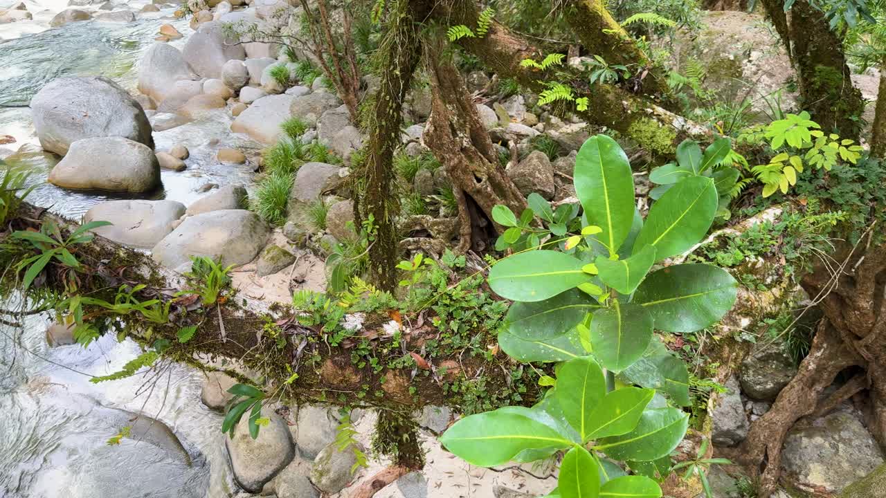 Dense rainforest foliage surrounds a gently flowing stream, captured in natural daylight with vibrant greenery and rocky terrain