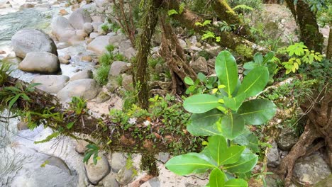 dense rainforest foliage surrounds a gently flowing stream, captured in natural daylight with vibrant greenery and rocky terrain