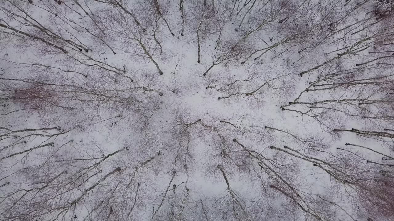 drone rotate above snow winter forest landscape woods covered in white fresh snow