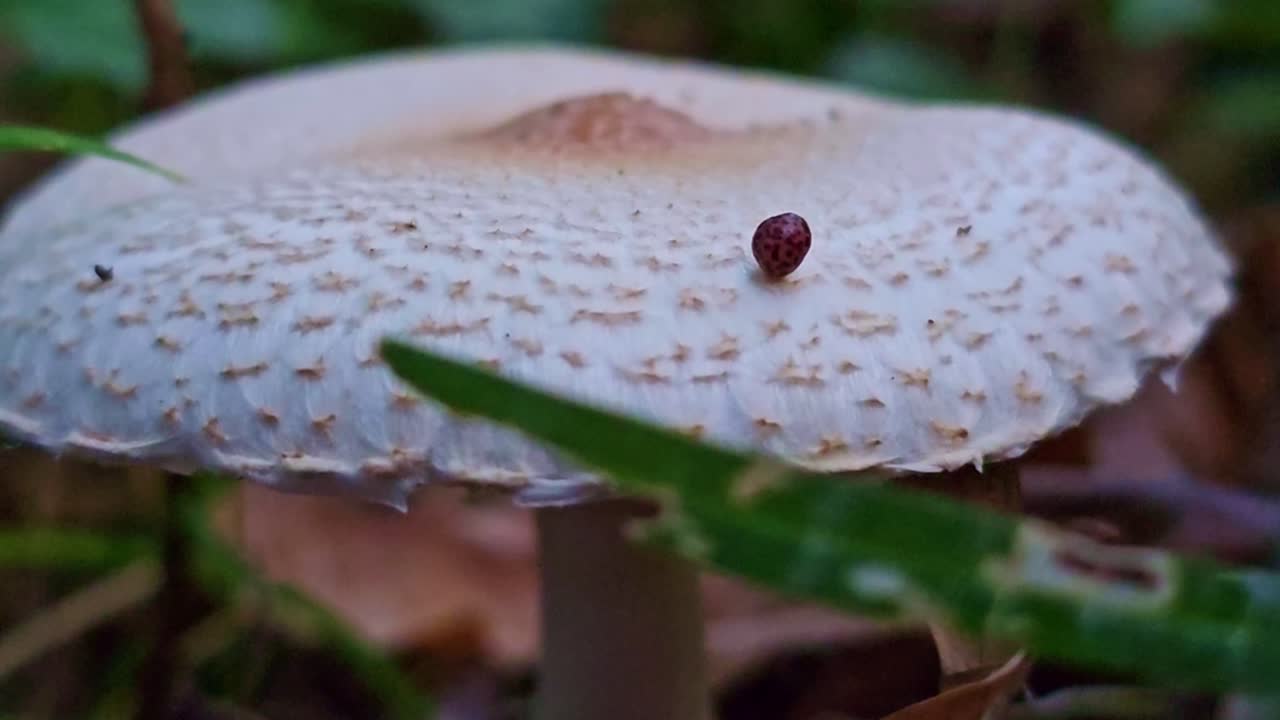 Macro shot of a white mushroom in the forest. The camera focuses on the cap, where a tiny shell rests gently among natural textures and leaves