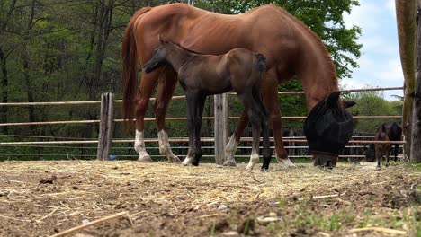 little foal horse and mother mare in ranch