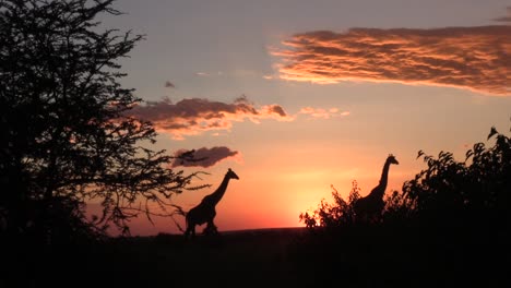 Zwei-Giraffen,-Die-über-Einen-Schönen-Ruhigen-Afrikanischen-Sonnenuntergang-Gehen