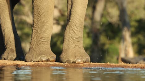 medium closeup of an african elephant's feed and trunk while drinking at a waterhole in front of an underground hide. filmed from a low angle, mashatu game reserve