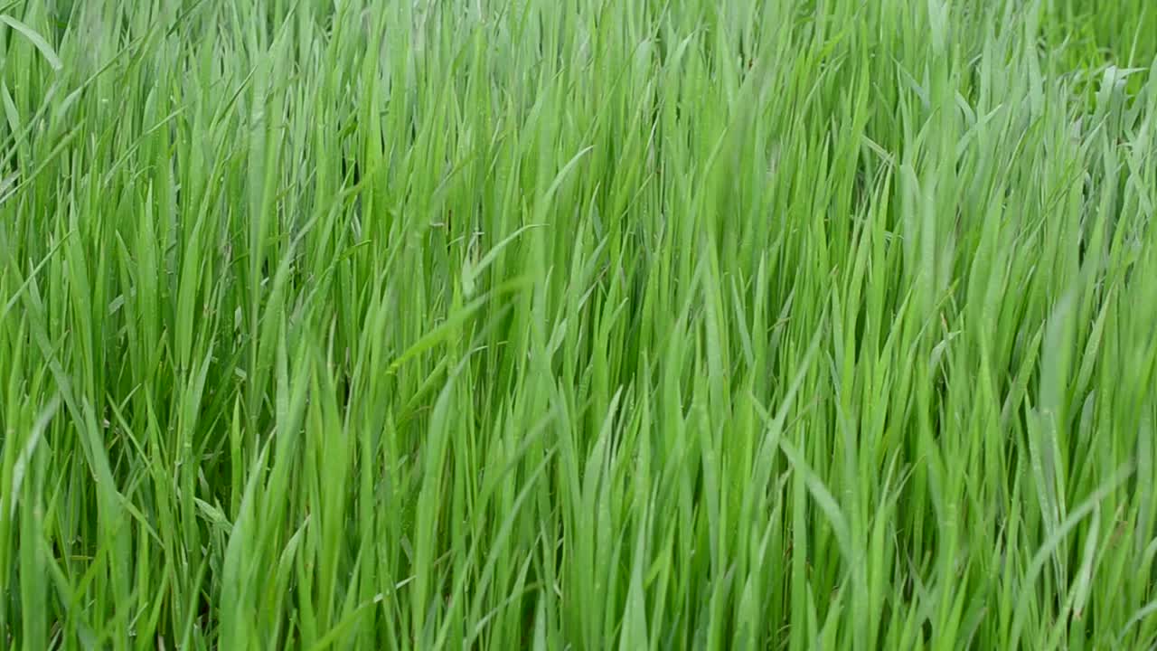 Erba verde. Bellissimo sfondo verde