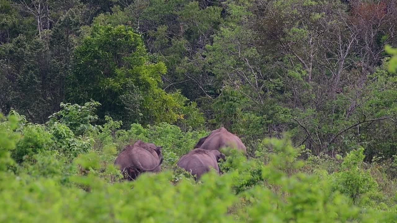 los elefantes asiáticos son especies en peligro de extinción y también son residentes de tailandia