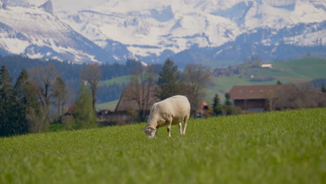 Plano-General-De-Ovejas-De-Granja-Pastando-En-El-Campo-De-Hierba-De-La-Colina-Y-Montañas-Alpinas-Suizas-Cubiertas-De-Nieve-En-El-Fondo