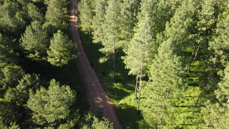 vista aérea de las plantaciones de pinos y un camino de tierra