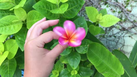 향기로운 꽃과 함께 분홍색과 노란색 plumeria frangipani 꽃 이국적인 열대 꽃 나무를 돌리기