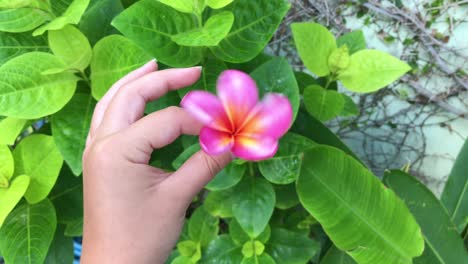 twirling a pink and yellow plumeria frangipani flower-exotic tropical flowering tree with fragrant flowers