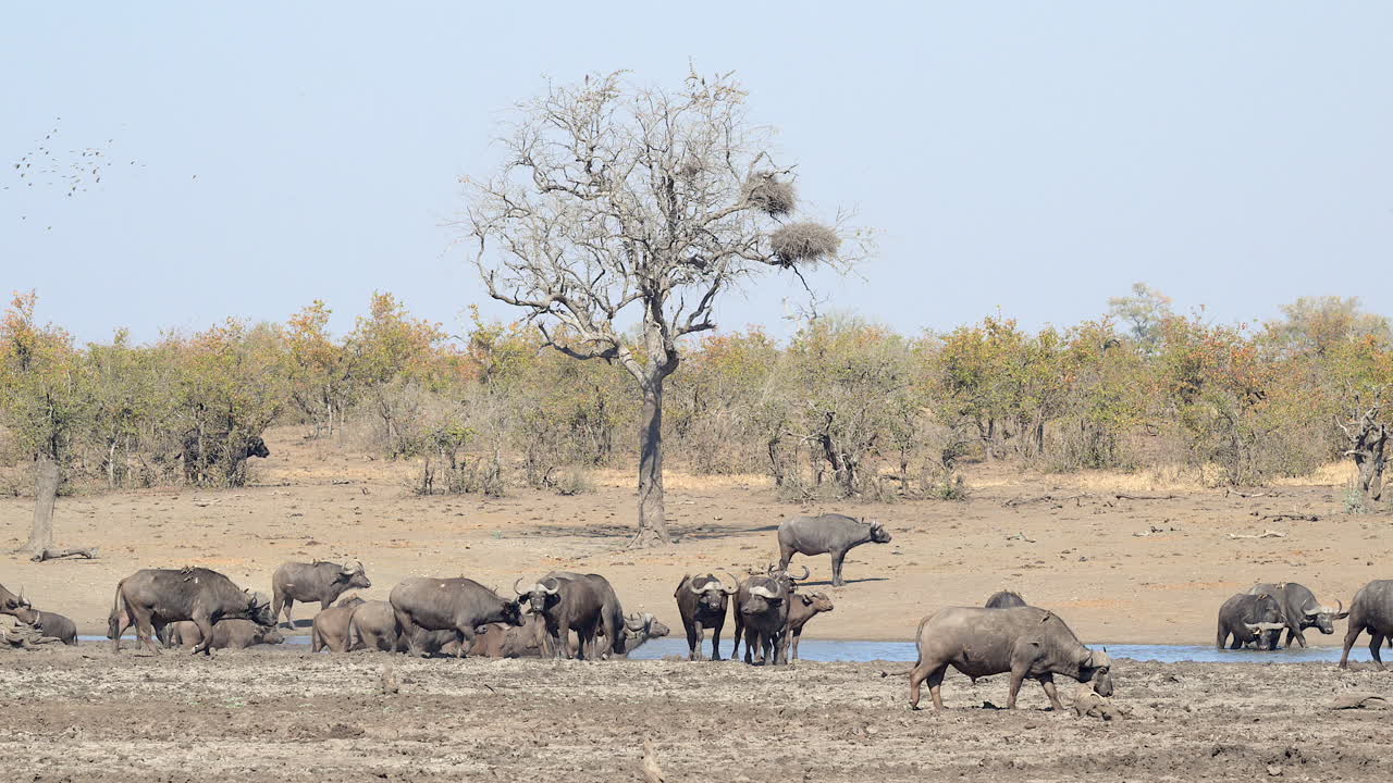 작은 웅덩이 주위에 모인 케이프 버팔로 무리