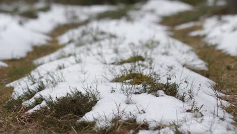 后者会在森林里在老路上下雪