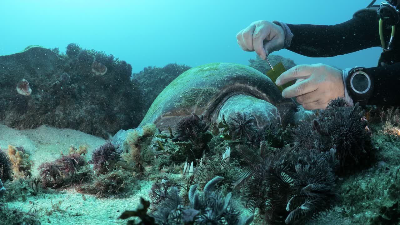 Eine einzigartige Ansicht eines Meereswissenschaftlers, der mit Unterwasserausrüstung Proben von einer ruhenden Meeresschildkröte für ein Wissenschaftsprogramm beim Tauchen entnimmt