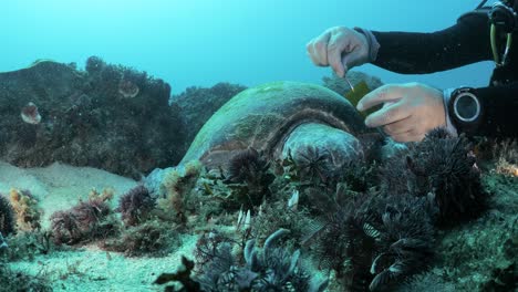 a unique view of a marine scientist using underwater equipment to collect samples from a resting sea turtle for a science program while scuba diving