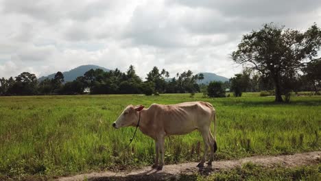 Cow-stand-lonely-in-paddy-field-plantation-at-Penang,-Malaysia.