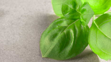 A-basil-plant-leaf-closeup,-on-a-kitchen-table-made-of-concrete,-macro-shot-in-4k-60p-10bit-Apple-ProRes422,-with-an-external-atomos-recorder