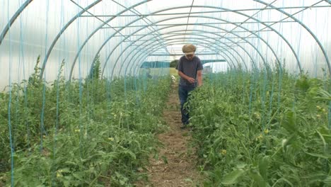 Rear-view-of-unrecognizable-scientist-in-white-coat-walking-along-aisle-in-large-greenhouse-surrounded-by-green-plant-leaves