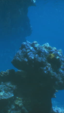 primer plano de un vibrante arrecife de coral en el océano