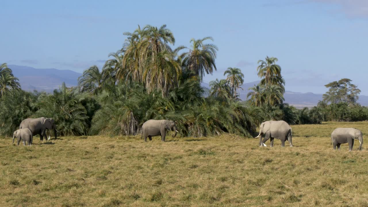 una vista amplia de los elefantes que se alimentan en amboseli, kenya