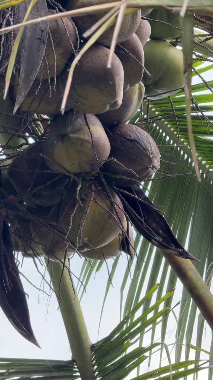 Cluster of Coconuts Growing on a Palm Tree