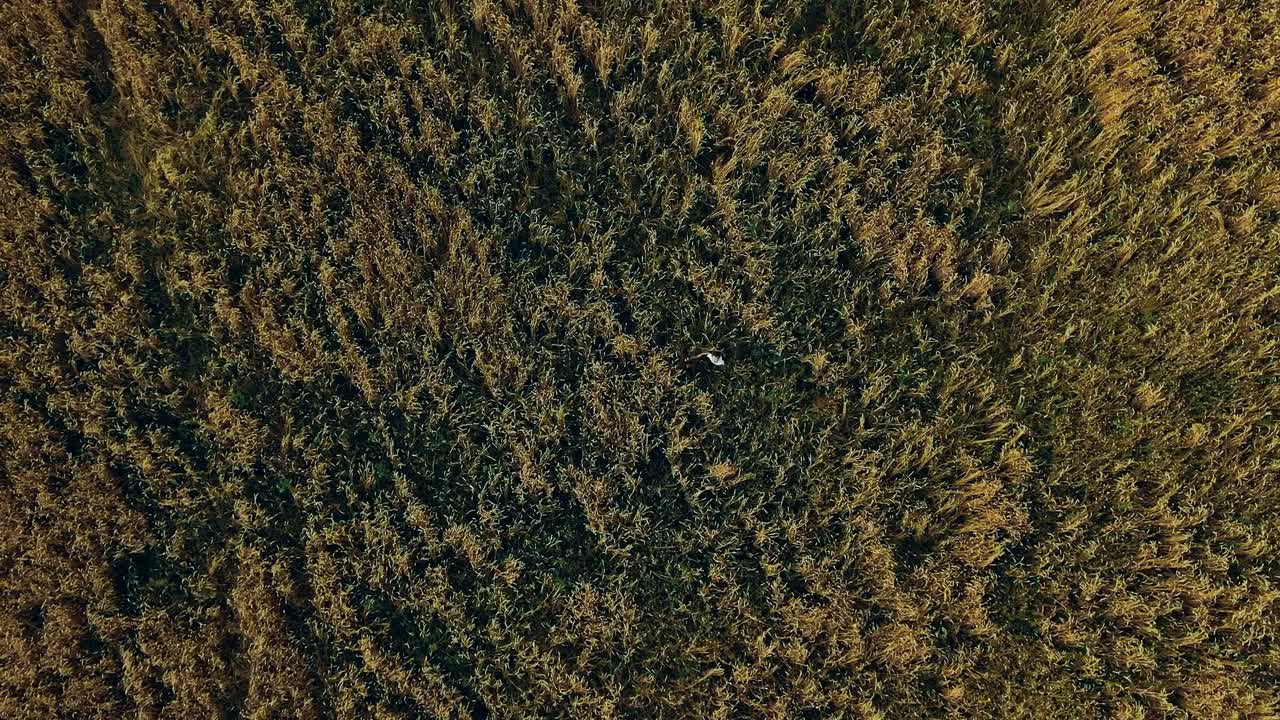 fotografía aérea de un campo sin límites. personas en el campo. vista aérea video desde el helicóptero. vista superior.