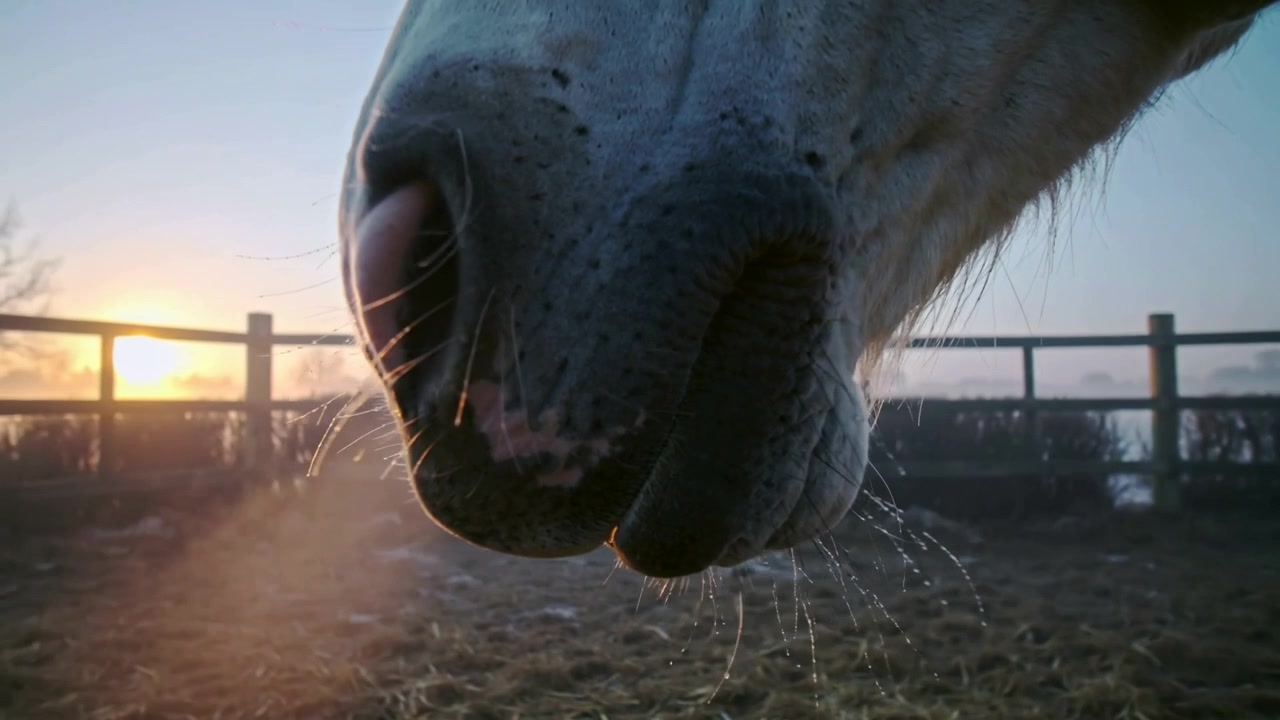 Muso di cavallo in movimento che espira, rilasciando goccioline dalle vibrisse nel paddock all'alba.