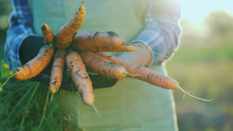 the farmer in gloves holds a large bunch of carrots organic farming concept 4k video