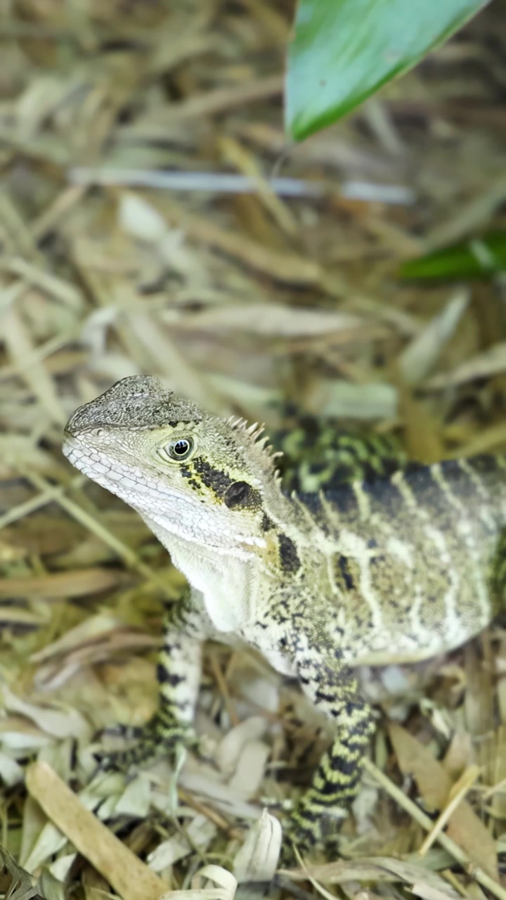 Primo piano di una lucertola drago d'acqua australiana che riposa su pacciame con foglie verdi