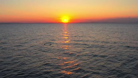 Luftaufnahme-Von-Links-Mit-Der-Dolly-Von-Möwen,-Die-Bei-Sonnenuntergang-In-Schottland-Im-Ruhigen-Meer-Am-Strand-Von-Findhorn-Schweben