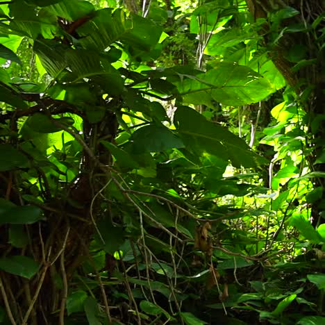 Slow moving shot through dense rainforest