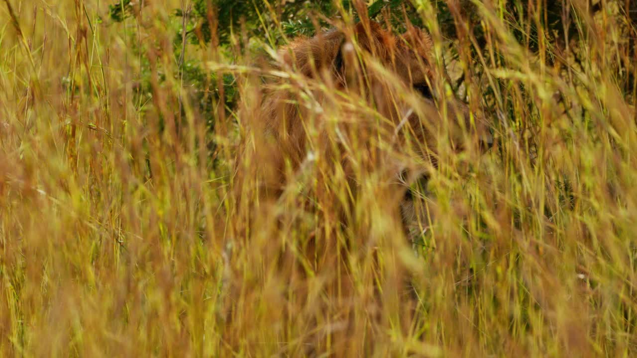 Young lion Panthera leo crouches hidden in tall golden savannah grass, ears forward and eyes focused on distant movement at Murchison Falls protected game reserve Uganda, slow motion shot