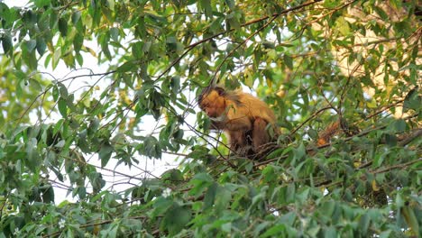 a surviving monkey eats fruit on a tree during pantanal and amazon wildfire