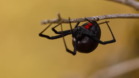 Statische-Nahaufnahme-Makroaufnahme-Einer-Spinne-Der-Schwarzen-Witwe-Auf-Einem-Ast