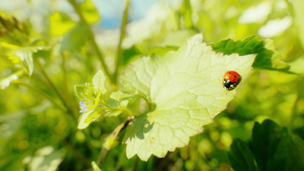 A vivid close-up of a ladybug on a green leaf with a sunny, blurred nature background highlighting the beauty of small creatures
