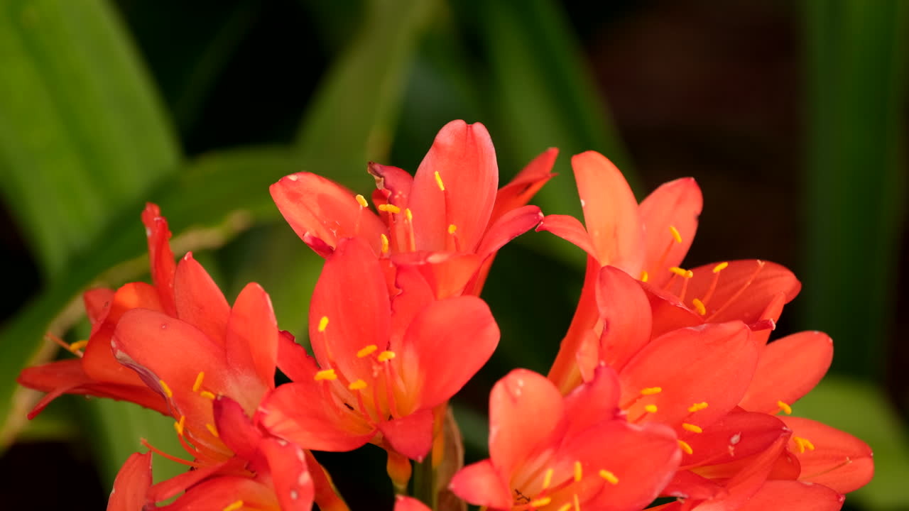Pretty orange flowers of Clivia endemic herbaceous plant, closeup shallow focus