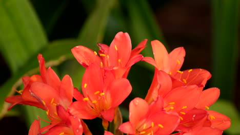 pretty orange flowers of clivia endemic herbaceous plant, closeup shallow focus
