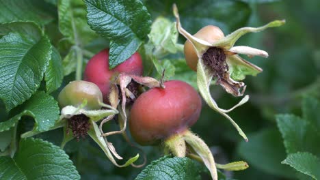 Hagebutten-Und-Insekten-Nahaufnahme,-Flache-Farbe