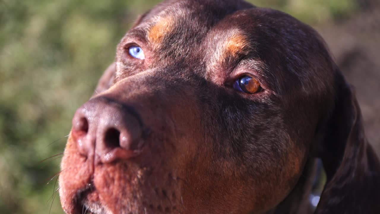 heterochromia와 함께 순종 catahoula 표범 개 눈을 닫습니다