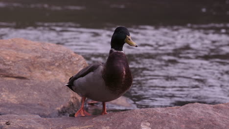 A-mallard-duck-standing-on-one-leg,-near-a-stream