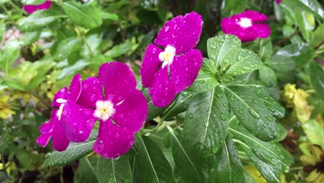 Flores moradas bajo la lluvia