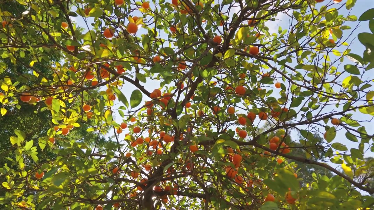 Lumière du soleil éclatante traversant la canopée d'un agrume chargé de fruits orange mûrs.