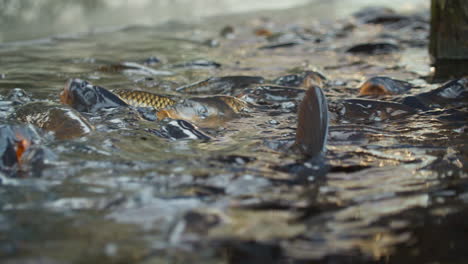 Karpfenfische-In-Zeitlupe-Mit-Offenem-Maul