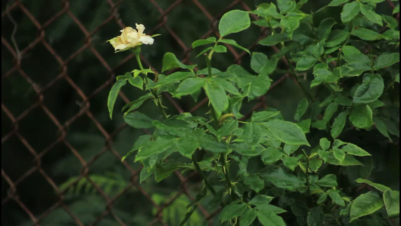 체인 링크 울타리 에 의해 희미 한 노란색 장미 덤불