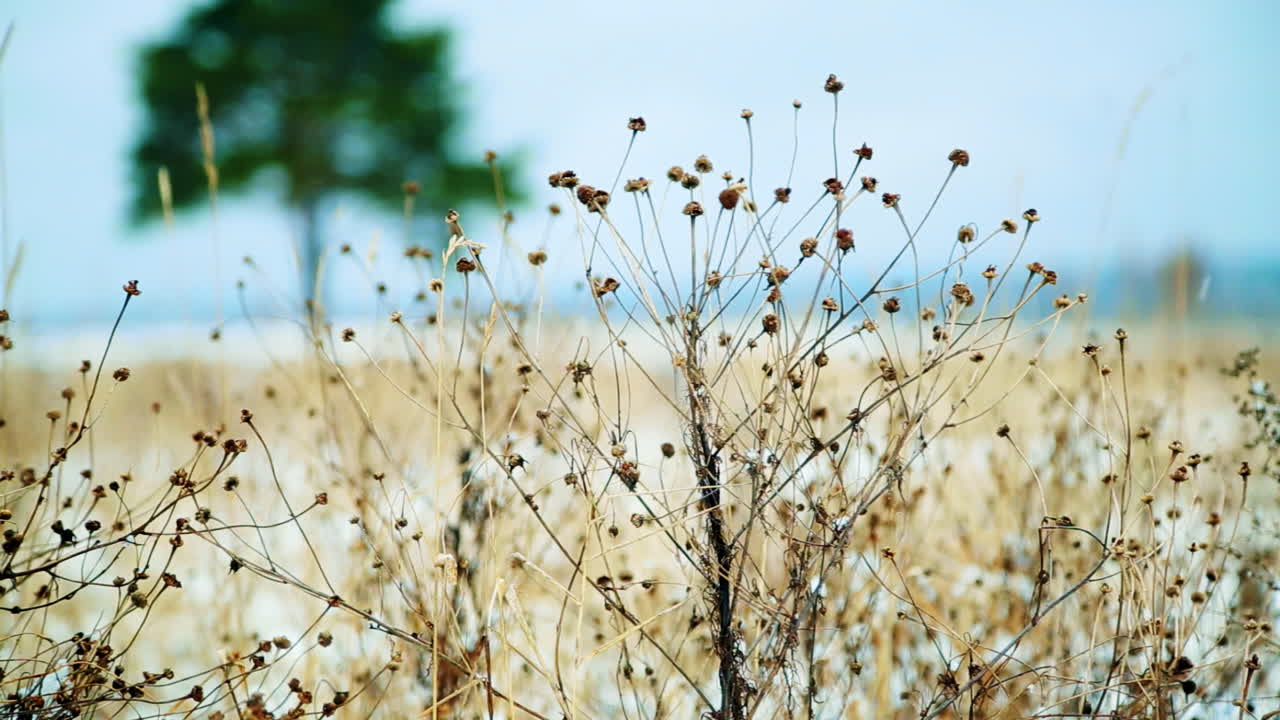 건조한 식물과 함께 겨울 풍경